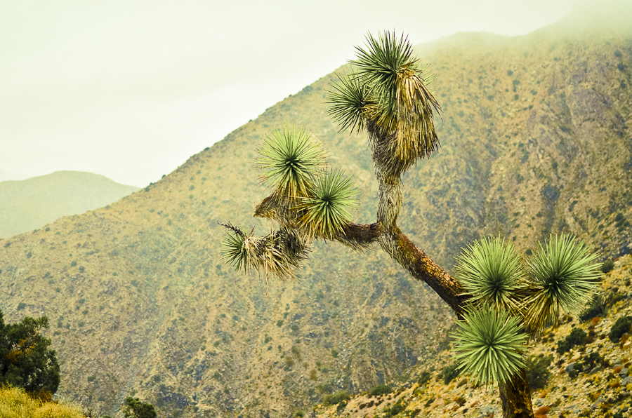 JoshuaTree-9409