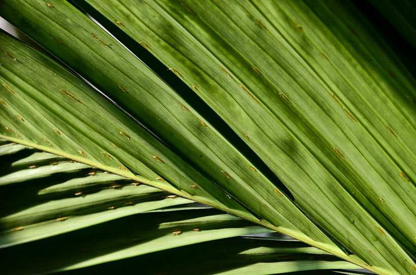 NationalBotanicGarden-9532