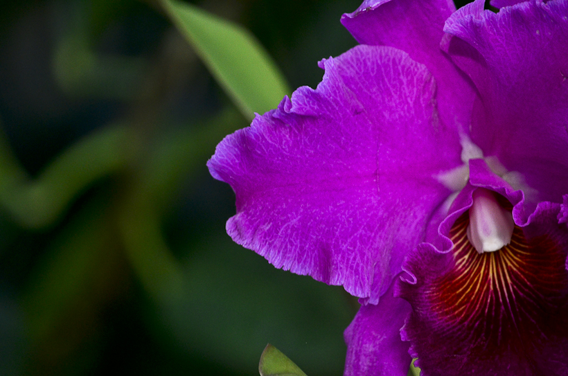 NationalBotanicGarden-9543