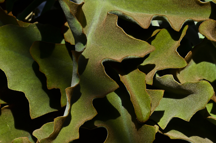 NationalBotanicGarden-9549