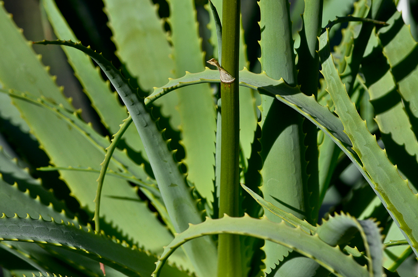 NationalBotanicGarden-9562