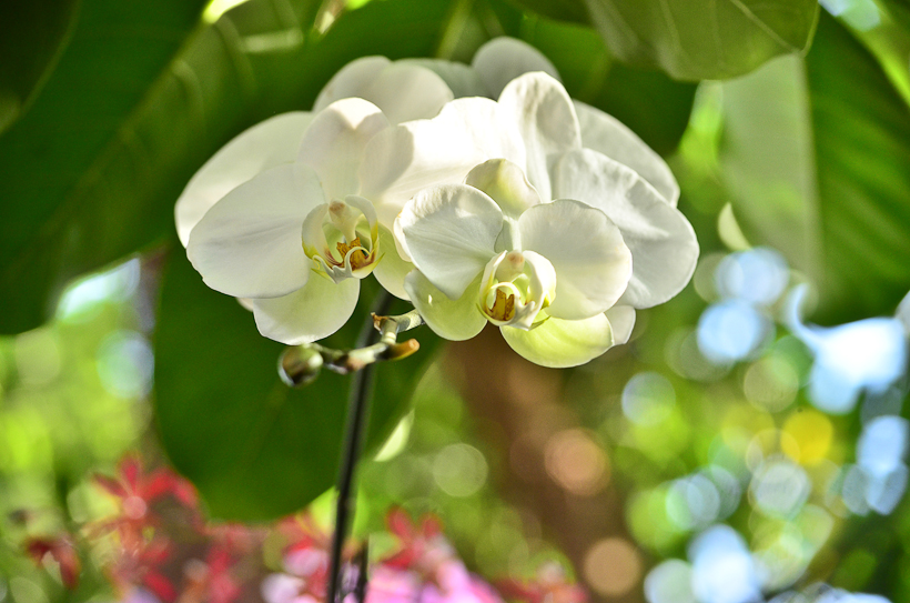 NationalBotanicGarden-9664