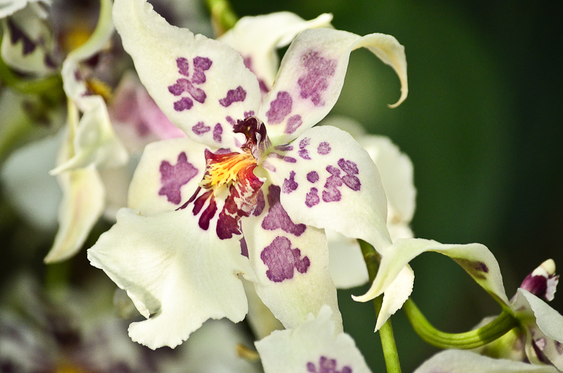 NationalBotanicGarden-9673