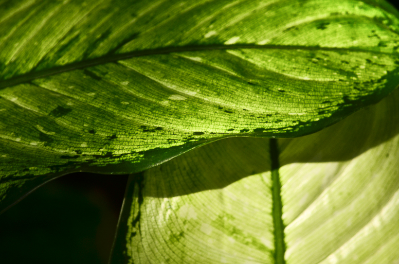 NationalBotanicGarden-9717