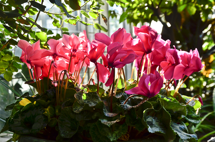UnitedStatesBotanicGarden-9631